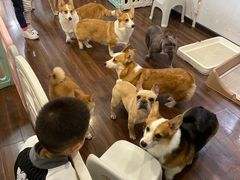 -柯斗斗主题餐厅·狗咖·围炉煮茶·茶饮(国瑞升平里店)