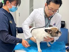 -喜多萌中农锦绣动物医院24H·猫科·牙科MRI·CT