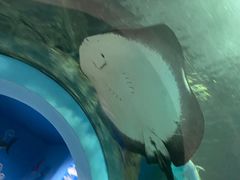 -苏州海洋馆