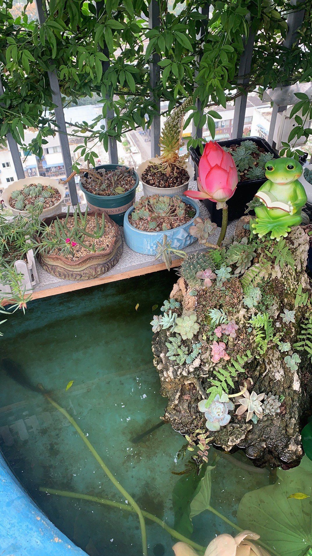 楼顶多肉后花园93