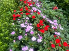 -庐山风景区花径公园