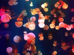 -成都浩海立方海洋公园