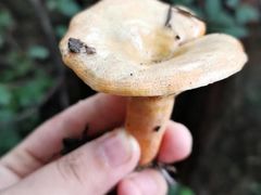 雨伞蘑菇-万尾农贸市场