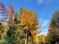 -长白岛森林公园