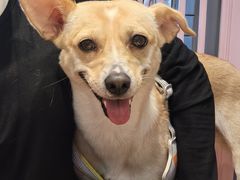 -安正炫韩式烤肉店