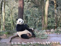 -中国大熊猫保护研究中心雅安碧峰峡基地