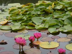 -国家植物园南园