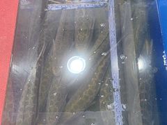 -活鱼馆(宜兴埠店)