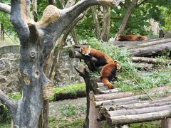 -都江堰中华大熊猫苑
