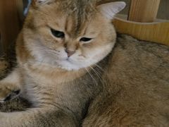 -柴迷FANS CLUB·柴犬狗咖·猫咖