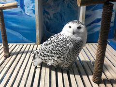 -成都浩海立方海洋公园