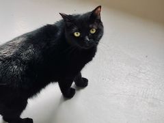 -豆逗聊愈猫阁Easy Life