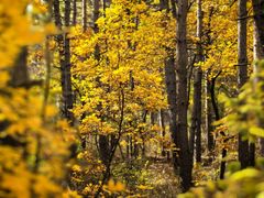 -帽儿山国家森林公园