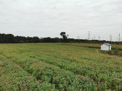 -上海杨姆庄园