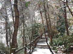 -铁山坪森林公园