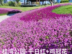 -光明小镇欢乐田园