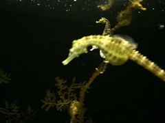 -暹罗海洋世界