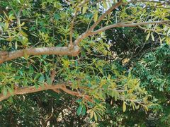 -草庵摩尼教遗址公园