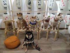 -柴迷FANS CLUB·柴犬狗咖·猫咖