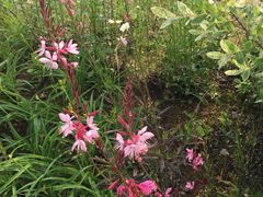 -瑶湖郊野森林公园