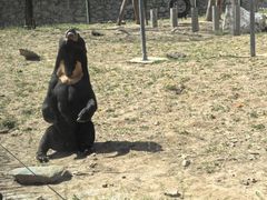 -石家庄市动物园