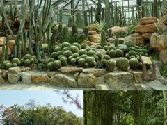 -中国科学院华南植物园