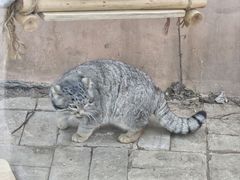 -青藏高原野生动物园