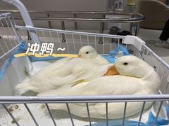 -怪兽屋·羊驼·猫咖·狗咖(俊华广场店)