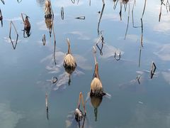 -昆山城市生态森林公园