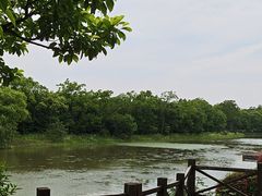 -上海海湾国家森林公园