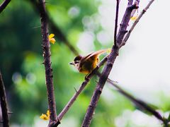-三圣花乡旅游区