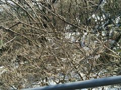 -江西阳明山国家森林公园