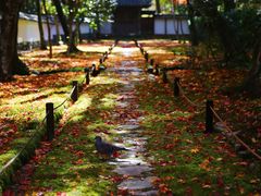 -西芳寺(苔寺)