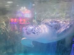 -石家庄海洋公园