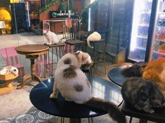 -more than meow吴止猫主题餐厅(承德 中船汇店)