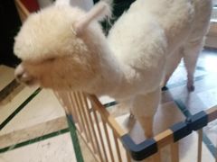 -猫色咖啡·猫咖