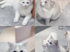 -瞄一喵猫咖(格力海岸店)