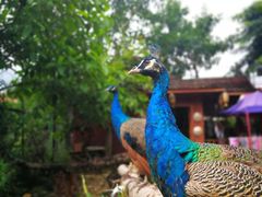 -瑞丽独树成林风景区