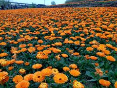 -白鹭湾湿地公园