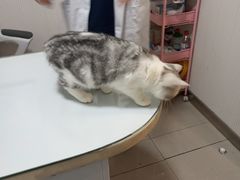 -守诺宠物医院·眼科· 特色牙科·异宠专科(虹口店)