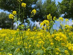 -长白岛森林公园