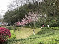 -重庆彩云湖湿地公园
