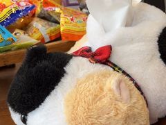 -宠爱国际动物医院·消化内科·心肾内科·ISFM猫友好(望京店)