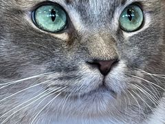 -MOCHA明星猫咖(田子坊店)
