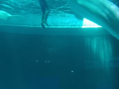 -上海海昌海洋公园-冰山北极馆