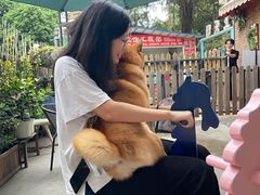 -柴犬高等学院·狗咖·柴犬售卖·宠物训练