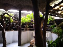 -绿光森林餐厅