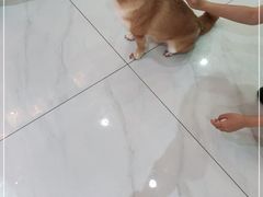 -柴源莊·柴小宠柴犬咖啡