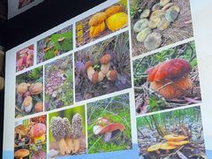 -野菌皇海景野生菌火锅(滨海大道店)