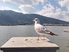 -海埂大坝